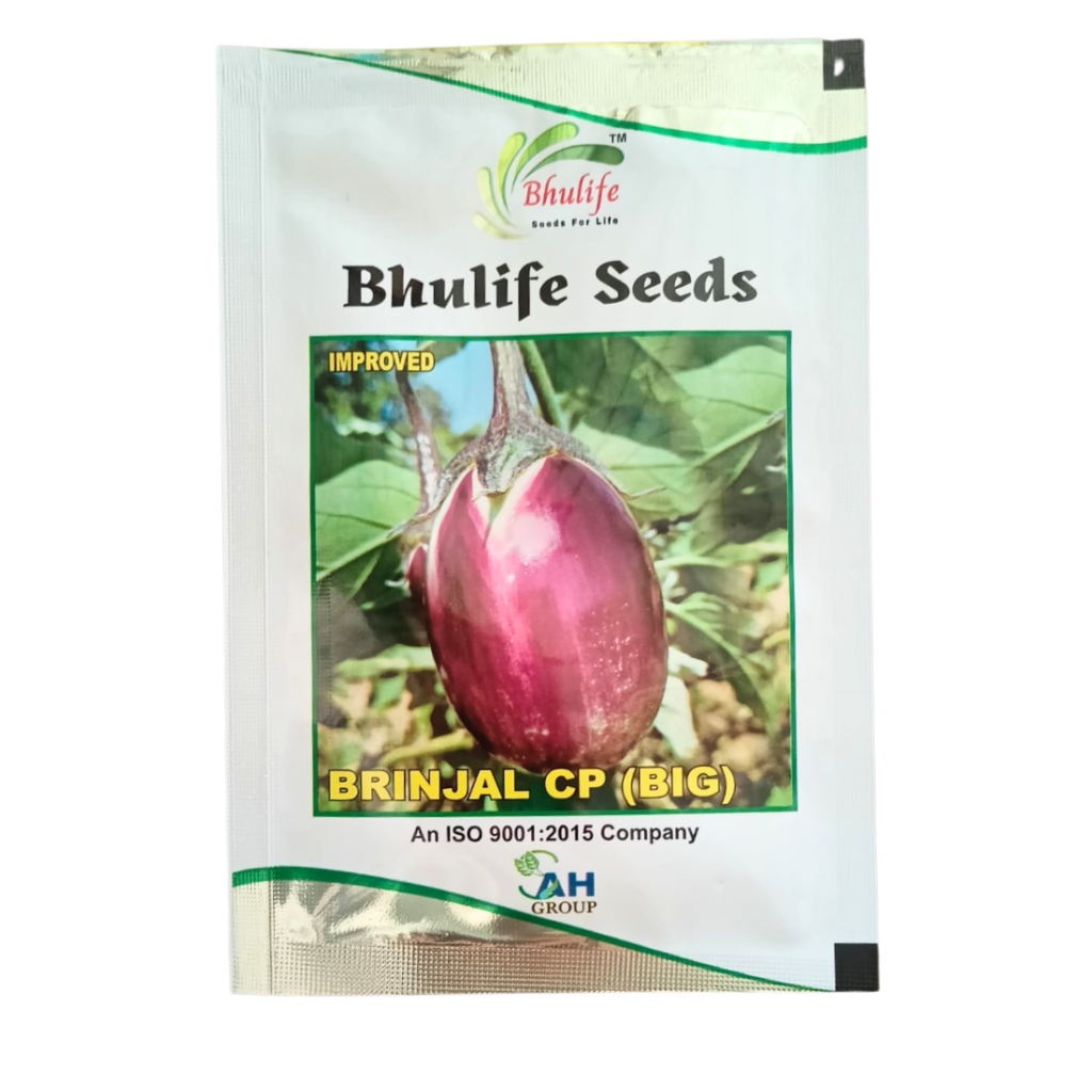 Bhulife Seeds Brinjal Seeds CP BIG by Basanti Agro Private Mimited