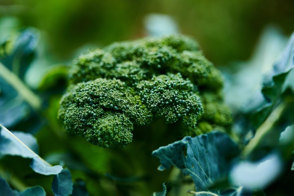 green leaf plant broccoli plant