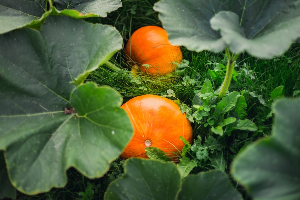 Pumpkin Plant